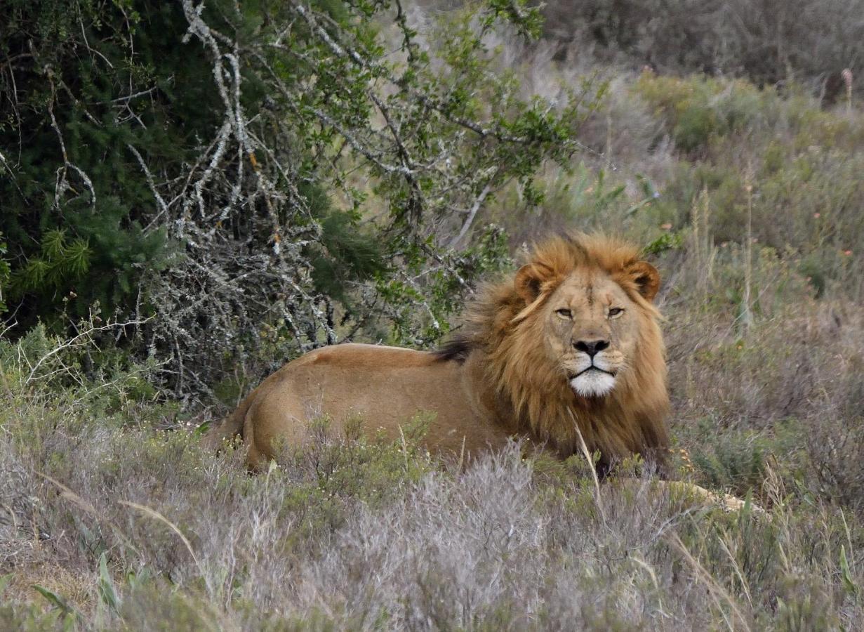Quatermain's 1920's Safari Camp – Amakhala Game Reserve Bagian luar foto