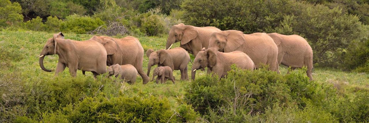 Quatermain's 1920's Safari Camp – Amakhala Game Reserve Bagian luar foto